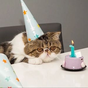 Meet your Posher, Nisha